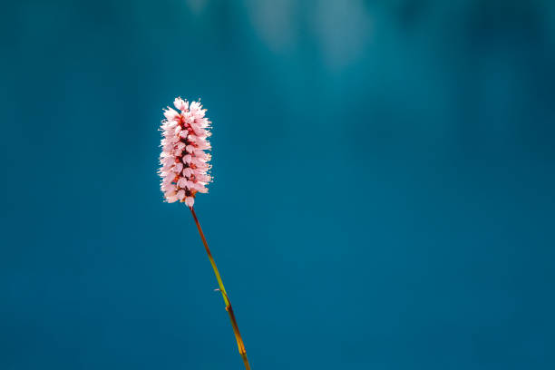 Bistorta officinalis. Other common names - snakeroot, snake-root, snakeweed close up on the blue water background. Bistorta officinalis. Other common names - snakeroot, snake-root, snakeweed close up on the blue water background. Copy space. snake names stock pictures, royalty-free photos & images