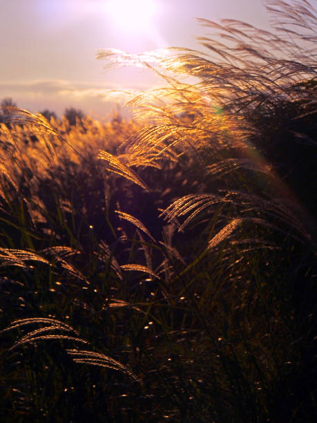 istock Susuki grassland shining in the sunset 1342474270
