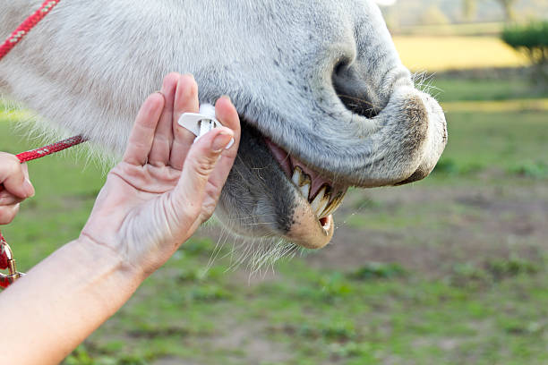 3,084 Horse Meds Stock Photos, Pictures & Royalty-Free Images - iStock