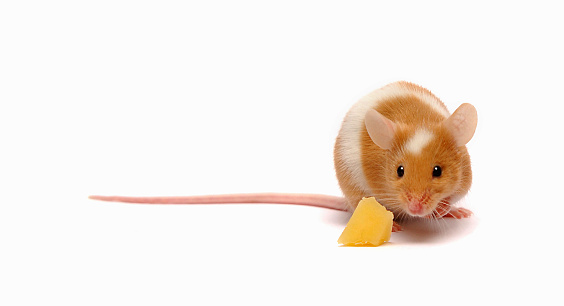 A brown & white mouse sniffing piece of cheese