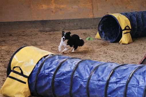 El perro más inteligente y rápido del mundo. Competiciones de agilidad. El border collie blanco y negro se queda rápidamente sin túnel y la arena vuela desde debajo de sus patas. Velocidad y agilidad, deportes con mascota. photo