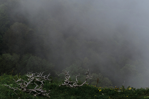 Beautiful landscape of National Park. Dry branches of juniper lie on mountain in green meadow against background of dark fog enveloping forest below. Forest and mountains in fog in cloudy weather.