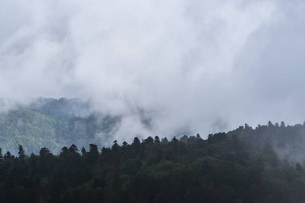 istock Forest and mountains in fog in cloudy weather. Cloud envelops dense coniferous deciduous forest. Beautiful atmospheric mystical landscape in National Park of Russia. 1342476387