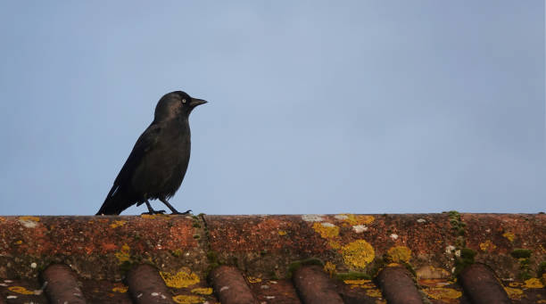 istock A beautiful shot of a jackdaw perching on a rooftop against a blue sky background. 1342476679