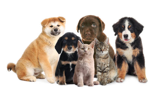 istock Collage with different adorable baby animals on white background 1342476884