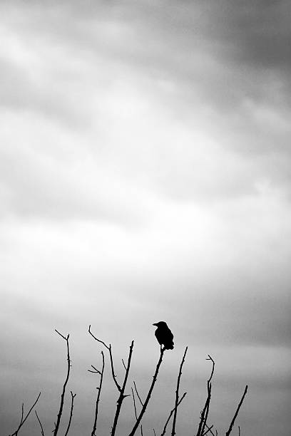 Crow stock photo