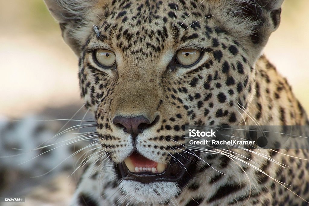 Leopardo africano - Foto de stock de Animais caçando royalty-free
