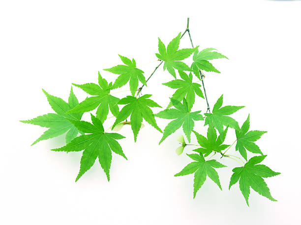 잎은 단풍 나무 - maple leaf green isolated 뉴스 사진 이미지