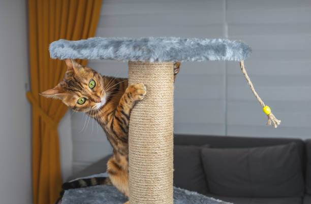 istock A domestic cat plays on a scratching post in the room. 1342479218