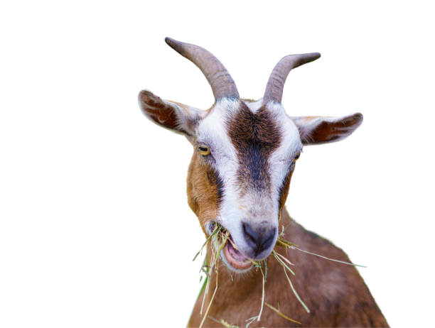 Goat isolated on white background