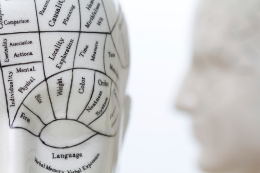 Phrenology heads on a white background. Short depth of field focused on foreground head.