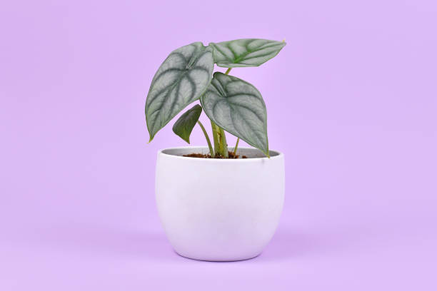 Alocasia Dragon Scale
