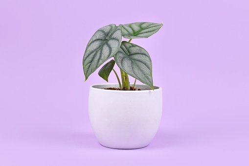 Exotic 'Alocasia Baginda Silver Dragon' houseplant in pot on violet background