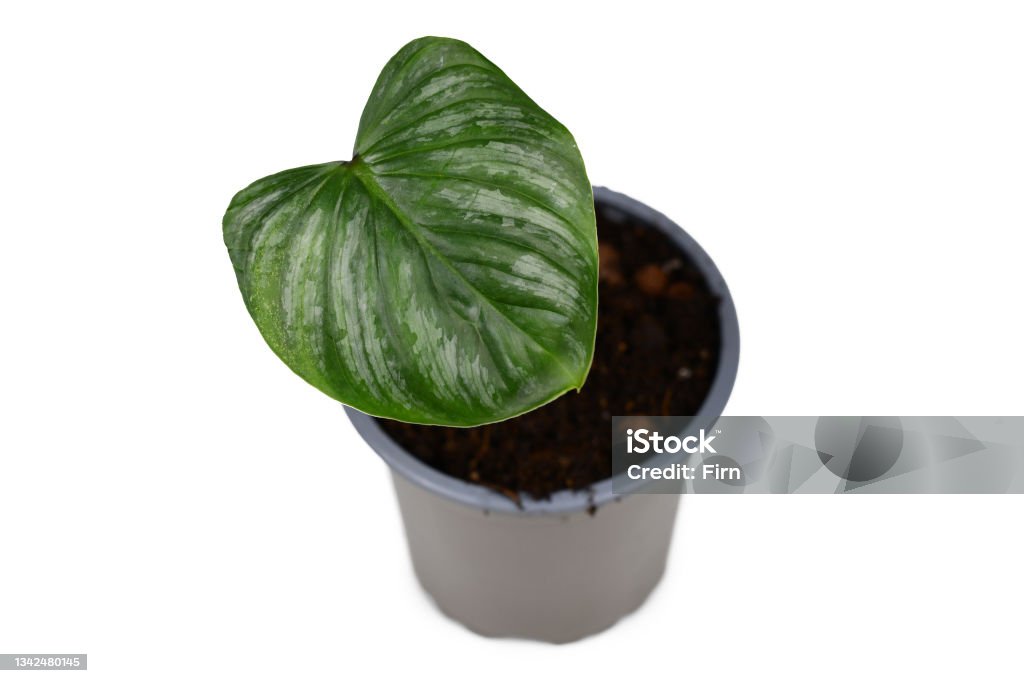 Philodendron Mother's Plant Small tropical 'Philodendron Mamei' houseplant with single leave with silver pattern in pot isolated on white background Botany Stock Photo