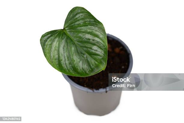 Philodendron Mothers Plant Stock Photo - Download Image Now - Botany, Bush, Color Image