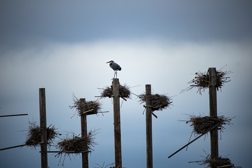 A Great Blue Heron perched in a group of nests on a stormy day