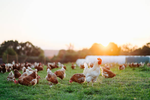 freilandhaltung, gesunde braune bio-hühner und ein weißer hahn auf einer grünen wiese. - freilandhuhn stock-fotos und bilder