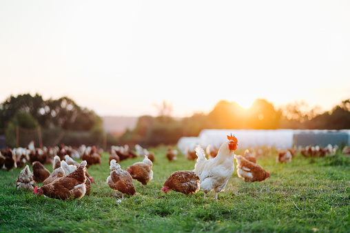 pollos orgánicos marrones sanos y un gallo blanco en un prado verde. photo