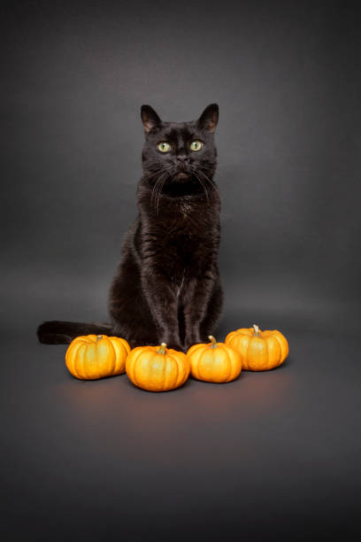 istock Black Cat With Orange Gourds 1342480754