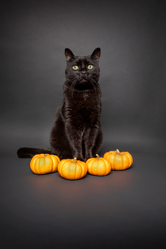 A beautiful black cat on a black background with an orange pumpkins all ready for Halloween.