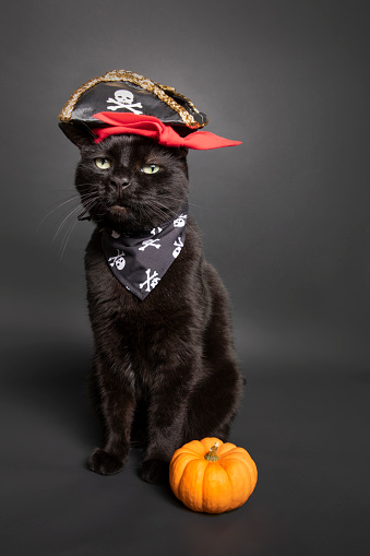 A black cat dressed in a pirates costume with a pumpkin on a black background.