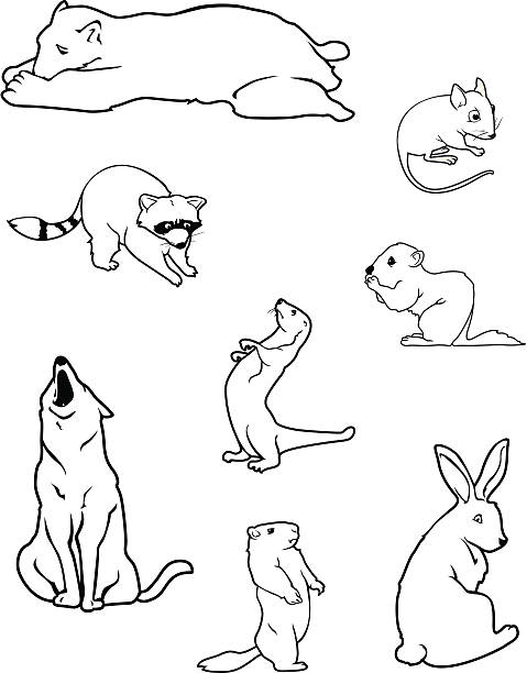 Zoológico de mamíferos contorno - ilustração de arte em vetor