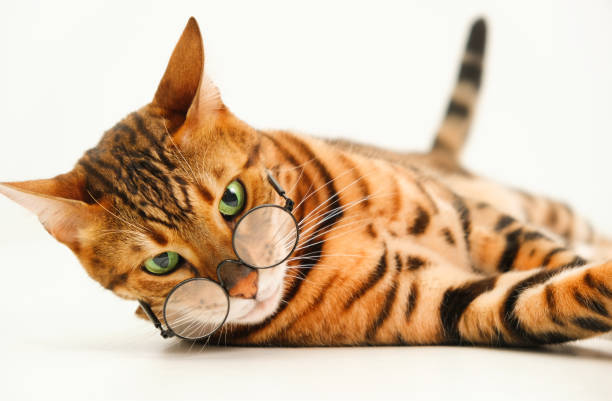 istock Severe look ginger bengal cat wearing eye glasses looking at camera lying on white background,isolated.Pet bad eyesight concept or strict school professor or animal and humor idea. Close-up shot 1342482087