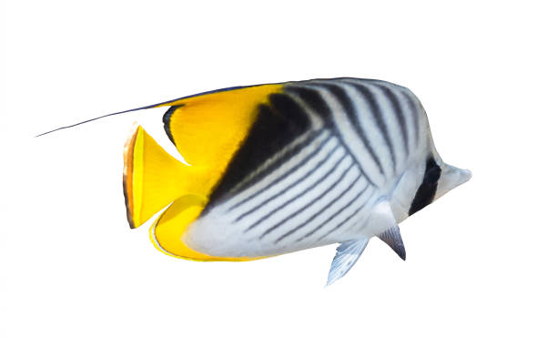 istock Butterfly Fish isolated on white background. Threadfin Butterflyfish with black, yellow and white stripes. Colorful tropical fish in the Red Sea, Egypt. 1342485197