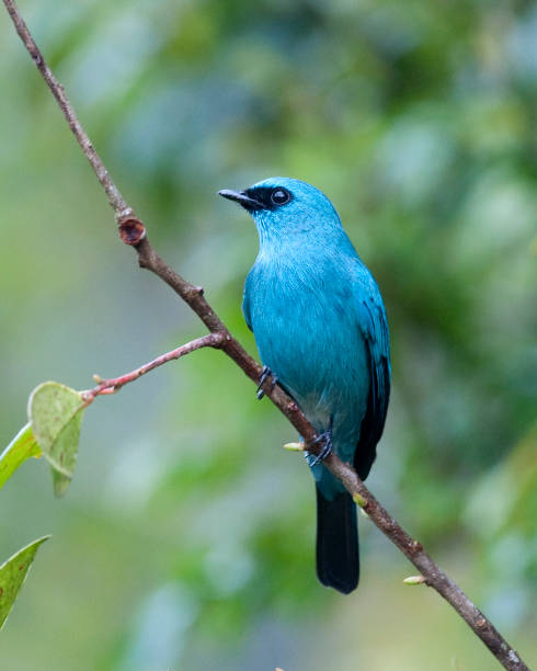 istock Male Verditer Flycatcher (Eumyias thalassina) 134248575