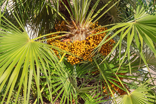 Fruit of Chamaerops humilis ( European fan palm or the Mediterranean dwarf palm ) on sunny autumn day, Montenegro