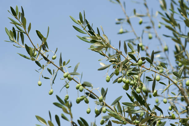 istock Olive tree branches with green olives on blue sky background 1342489073