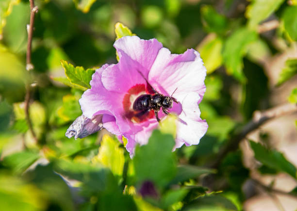 The pollination of flowers by bumblebee