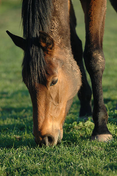 Horse grazing stock photo