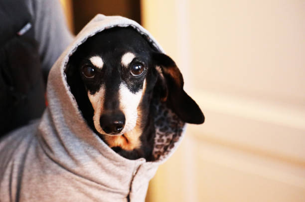istock Dachshund with a personality 1342492270