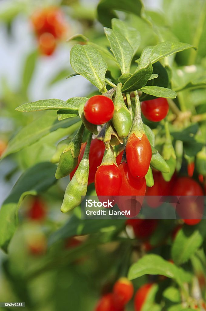 goji 산딸기류 - 로열티 프리 0명 스톡 사진