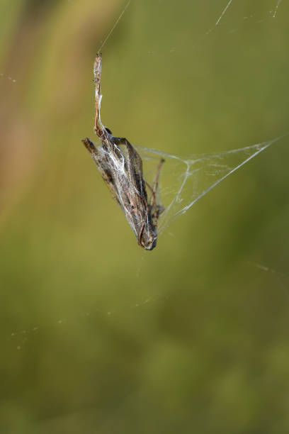 istock A grasshopper is trapped in the spider's web and woven into the web by the spider, in front of a green background in portrait format 1342492984