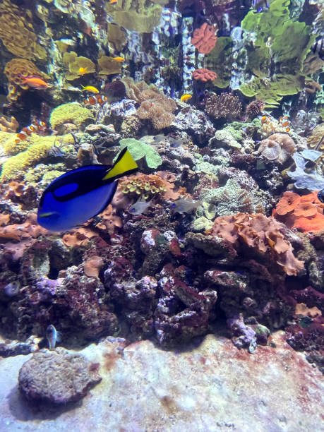 istock marine life 1342493139