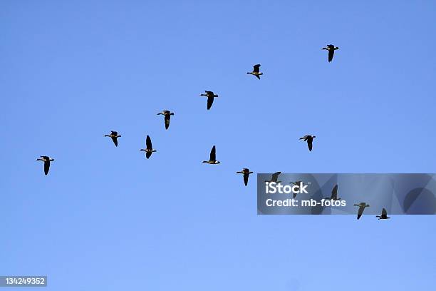 Foto de Gansos Migratórias e mais fotos de stock de Animal - Animal, Azul, Céu - Fenômeno natural