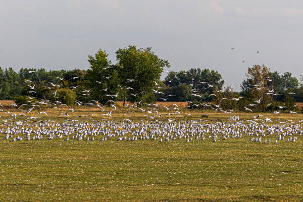 istock Flock of seagulls 1342494417