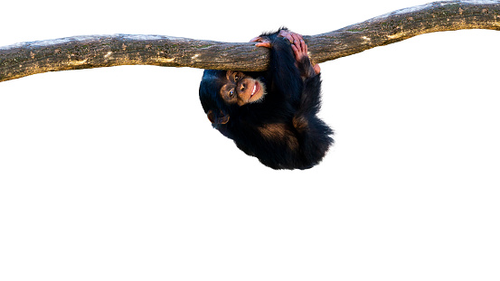 Cute baby chimpanzee hanging onto a tree branch isolated on a white background with room for text