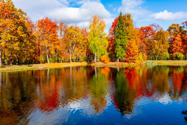 parque alexander en otoño, pushkin (tsarskoe selo), san petersburgo, rusia - catherine park fotografías e imágenes de stock