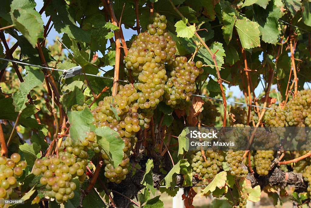 Vino blanco listo para la cosecha de uvas - Foto de stock de Agricultura libre de derechos