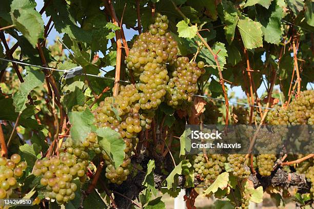 Vino Blanco Listo Para La Cosecha De Uvas Foto de stock y más banco de imágenes de Agricultura - Agricultura, Aire libre, Alimento