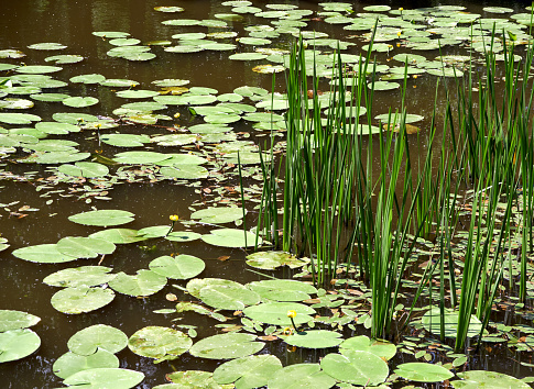 Water lily and green leaves in the pond, full frame