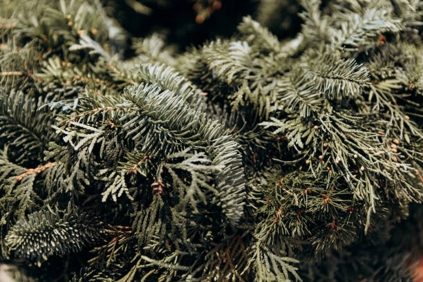 istock green pine needles close up christmas symbol filled 1342495700