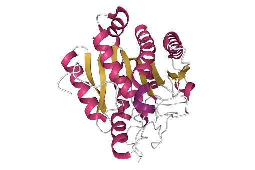 A carboxypeptidase is a protease enzyme that hydrolyzes a peptide bond at the carboxy-terminal end of a protein or peptide. 3D cartoon model, secondary structure color scheme, PDB 2v77, white background.