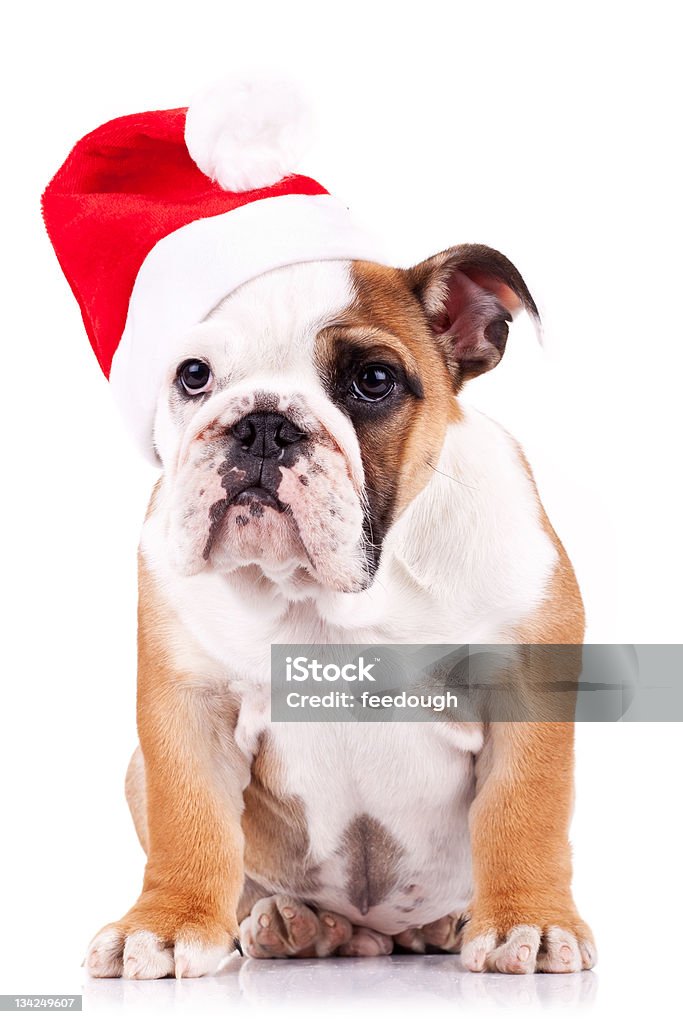 サンタ英語ブルドッグ子犬のラウンジ - イング��リッシュブルドッグのロイヤリティフリーストックフォト
