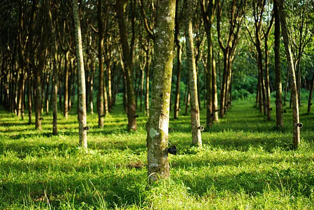 Photo of Rubber tree