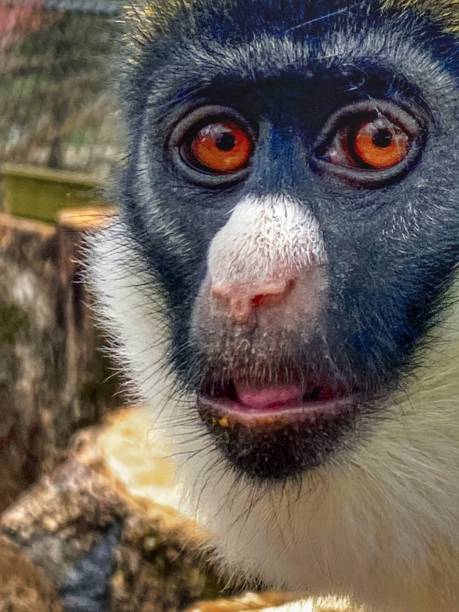 capuchinos de mechón - beauty in nature day animal monkey fotografías e imágenes de stock