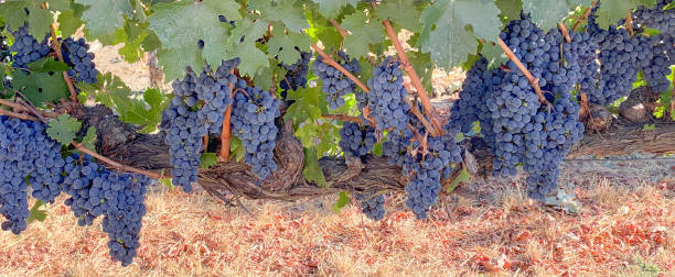 Merlot Grapes Ripe on the Vine